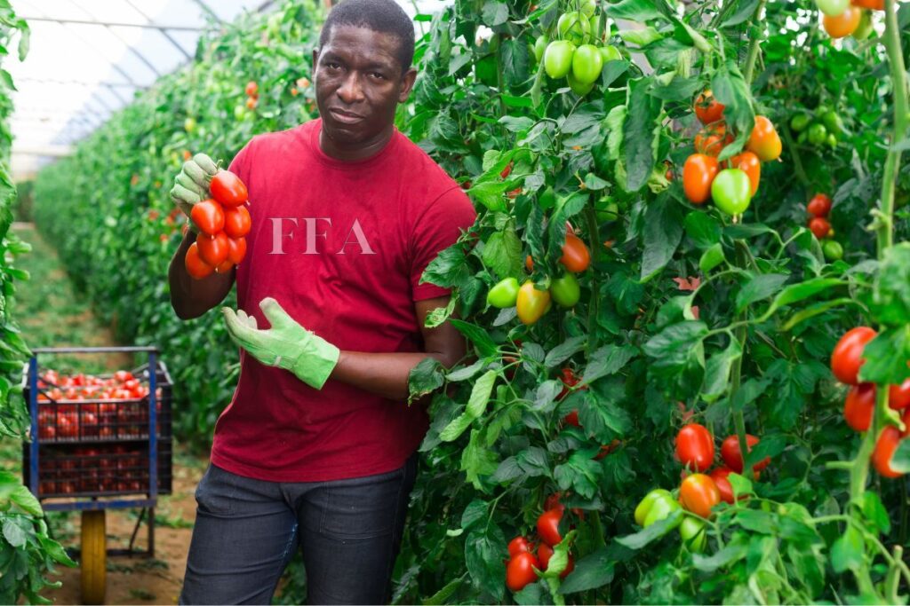 A man in an FFA designed T shirt harvesting fresh vegetables from the farm