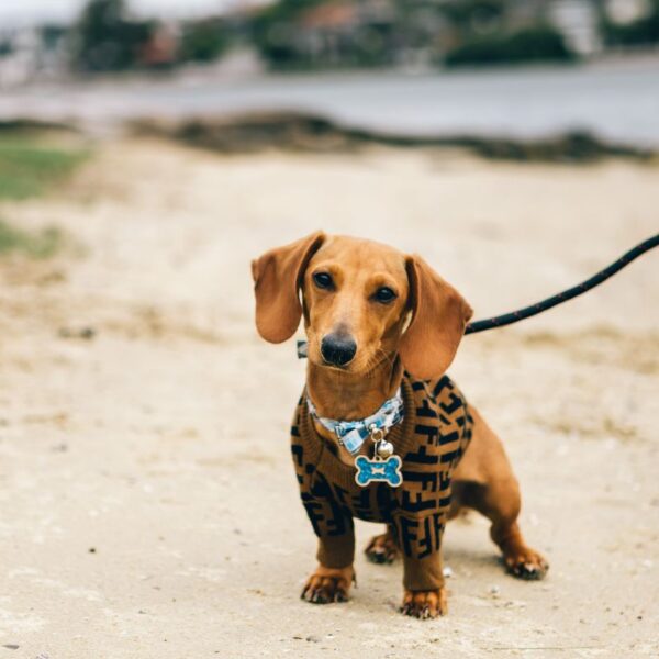 A dog wearing custom accessories