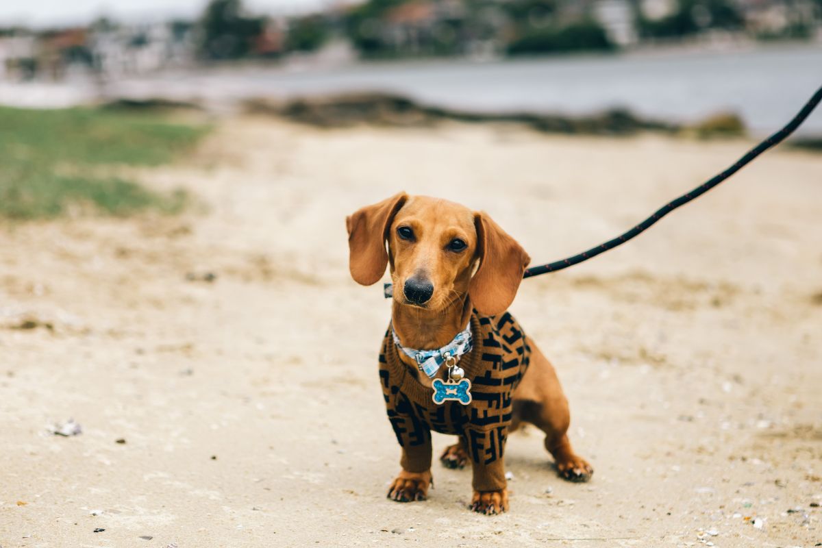 A dog wearing custom accessories